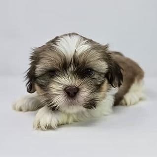 Farley - Shih Tzu Male