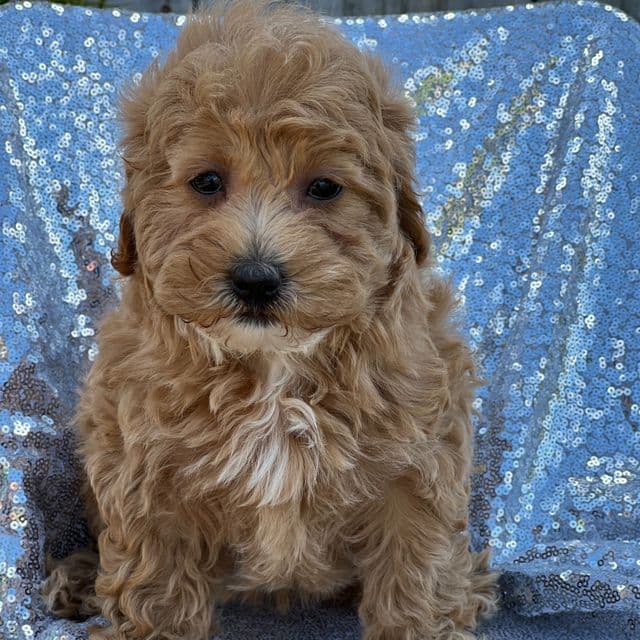 Sia - Mal-Shih Female