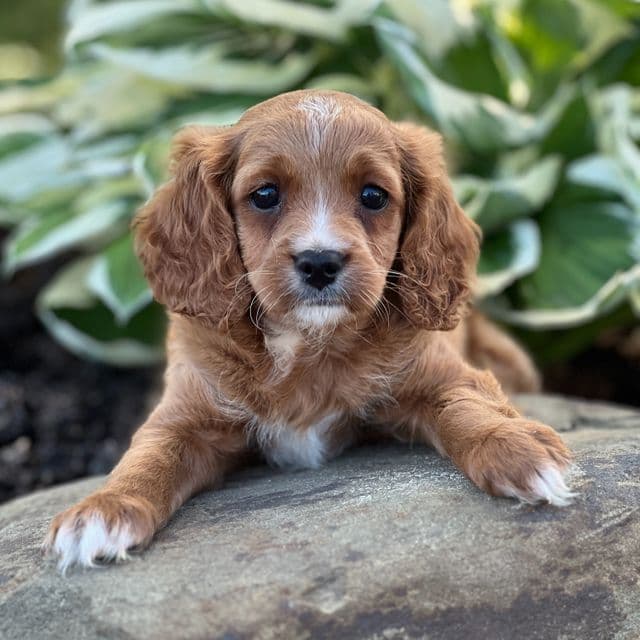 Tori - Cavapoo Female