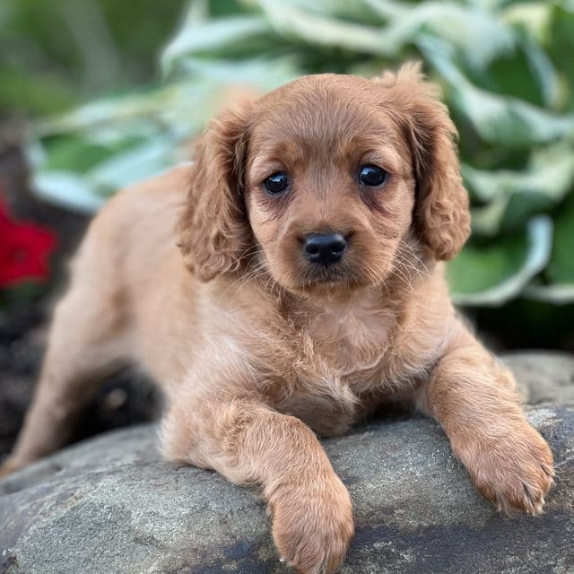 Teresa - Cavapoo Female