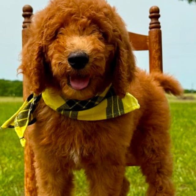 Samson - Standard Poodle Male