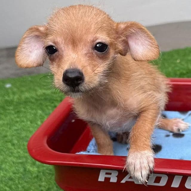 TOMMY - Chihuahua Male