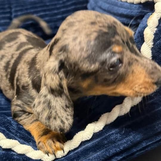 Dirk - Dachshund Male