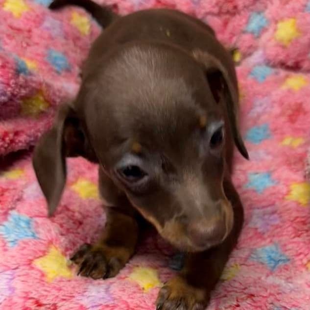 Dinah - Dachshund Female