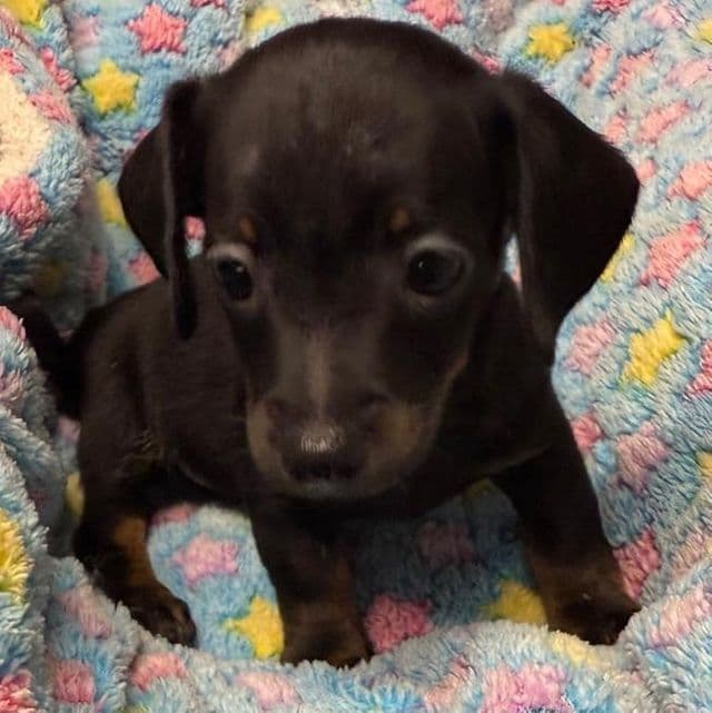 Damon - Dachshund Male