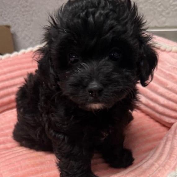 Perla - Maltipoo Female