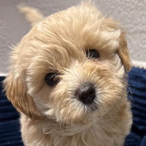 Axel - Maltipoo Male