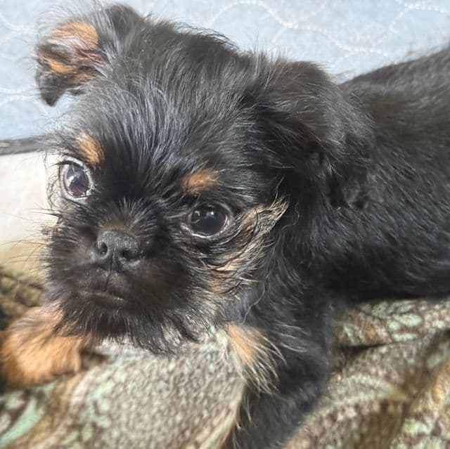 Gilbert - Brussels Griffon Male