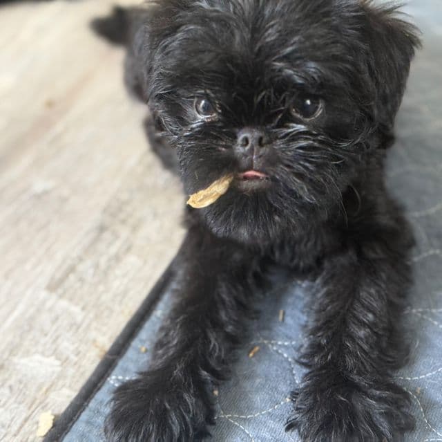 Gidget - Brussels Griffon Female