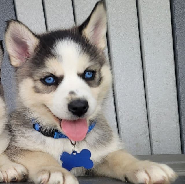 Mickey - Pomsky Male