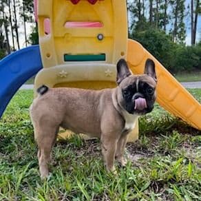 Debby  - French Bulldog Female