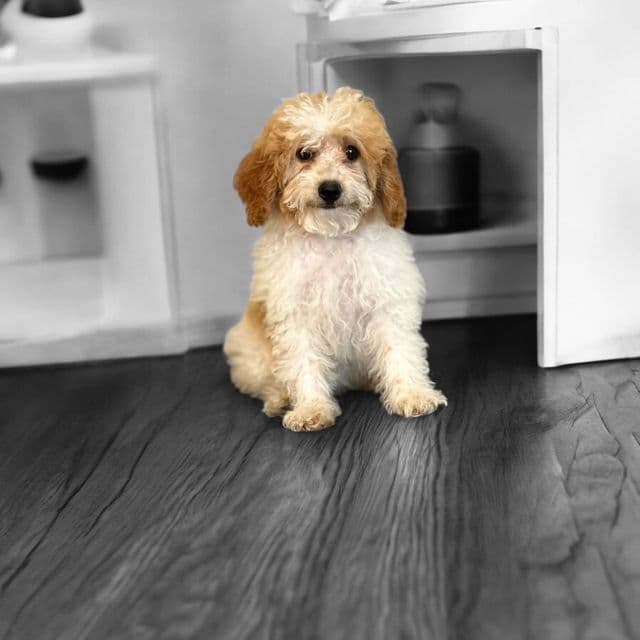 Maeve - Goldendoodle Female