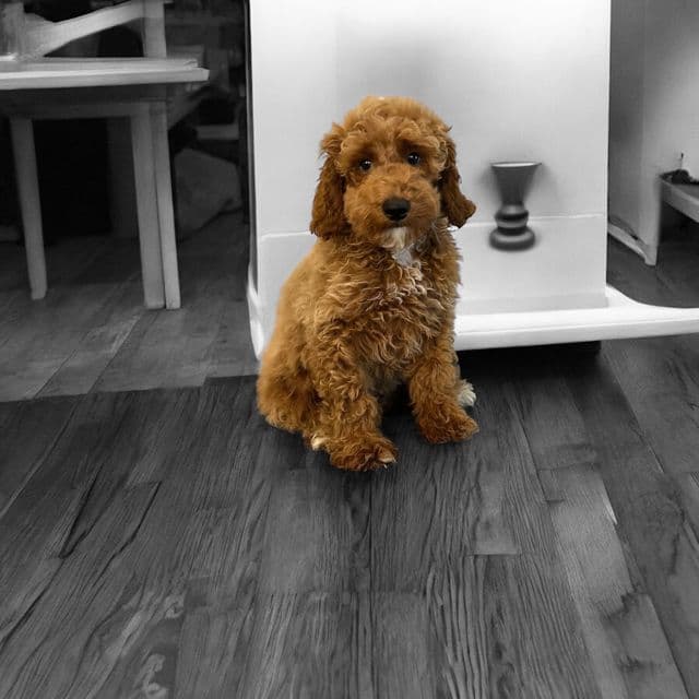 Arthur - Toy Poodle Male