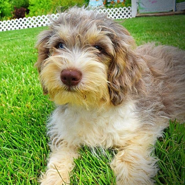 Joey - Havapoo Male