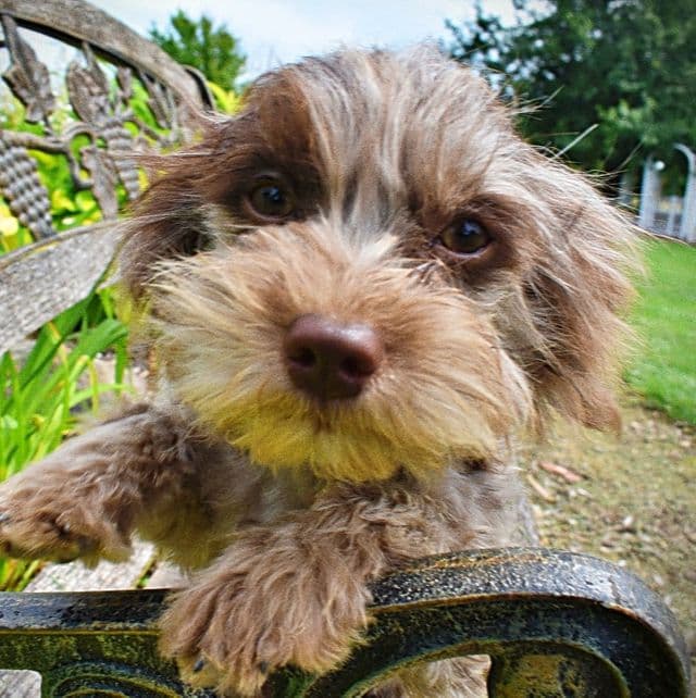 Hope - Havapoo Female
