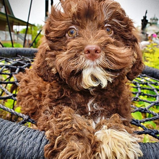 Tucker - Havapoo Male