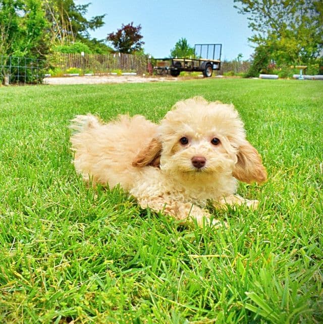 Twinkie - Havapoo Female