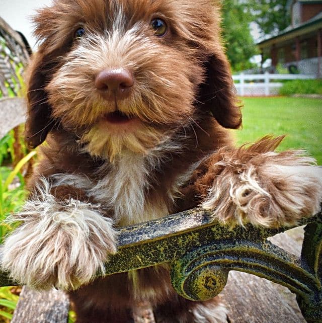 Sammy - Havapoo Male