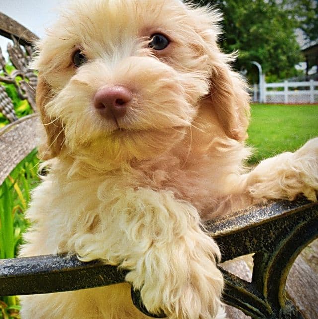 Sunny - Havapoo Female