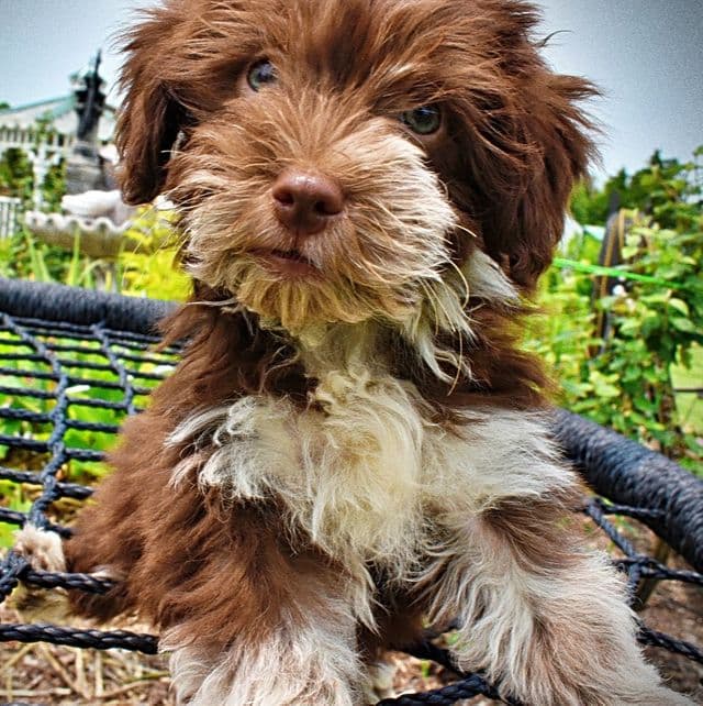 Sweetie - Havapoo Female