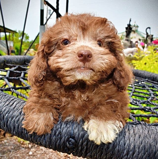 Rosie - Havapoo Female