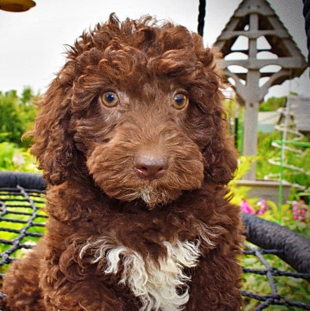 Teddy - Havapoo Male