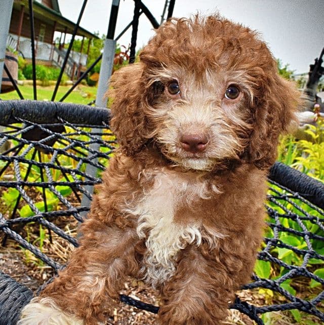 Toto - Havapoo Male