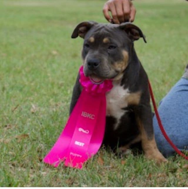 London - American Bully Female