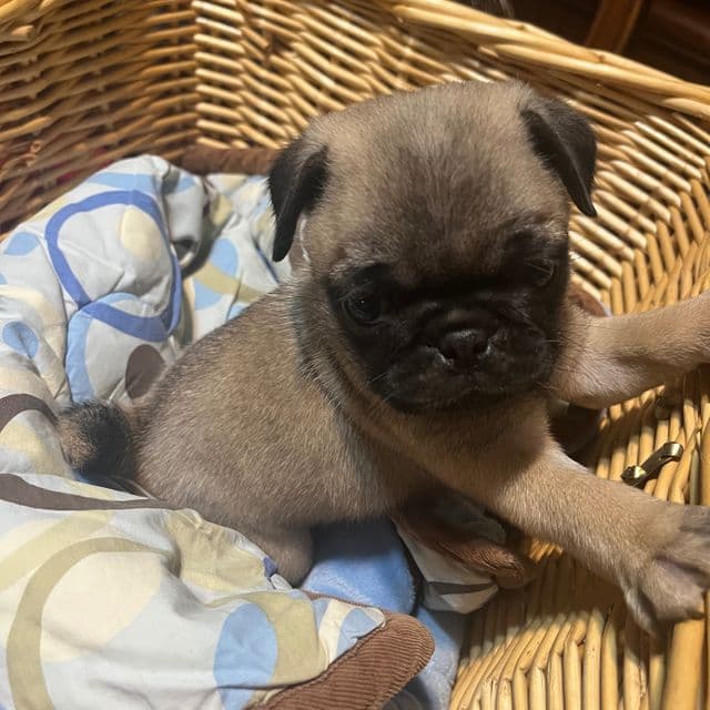Sam - Pug Male