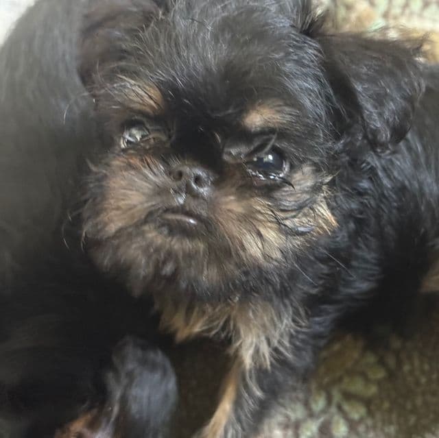 Gillian - Brussels Griffon Female