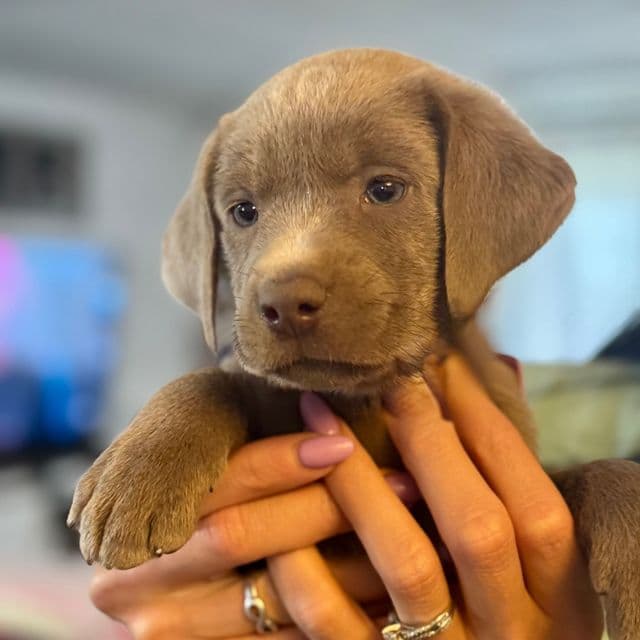 Light Green Boy - Labrador Retriever Male