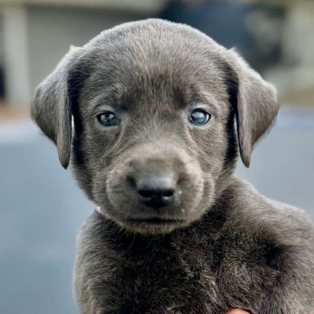 Grey Boy - Labrador Retriever Male