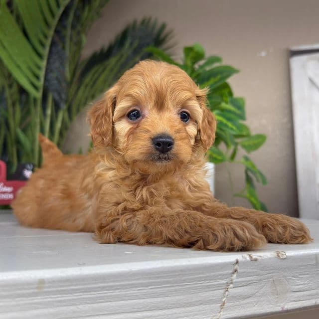 Diana - Goldendoodle Female