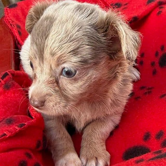 Hope - Chihuahua Female