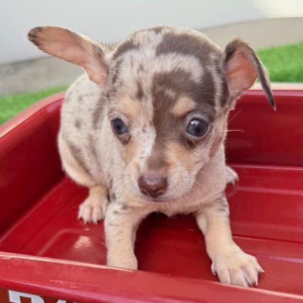 Harry - Chihuahua Female