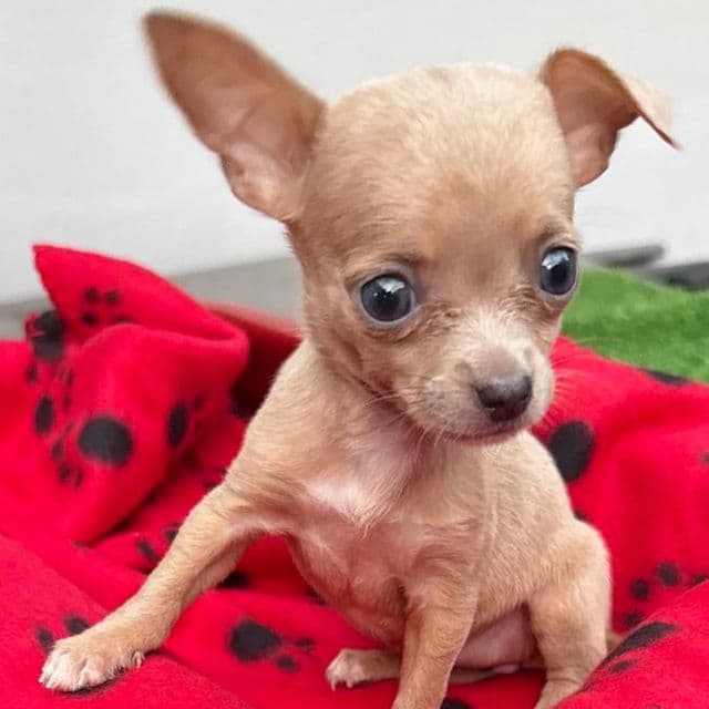 Teensy ( Chihuahua ) - Chihuahua Female