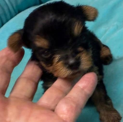 Baxter - Yorkshire Terrier Male