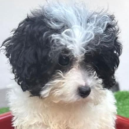 Vicky - Toy Poodle Female