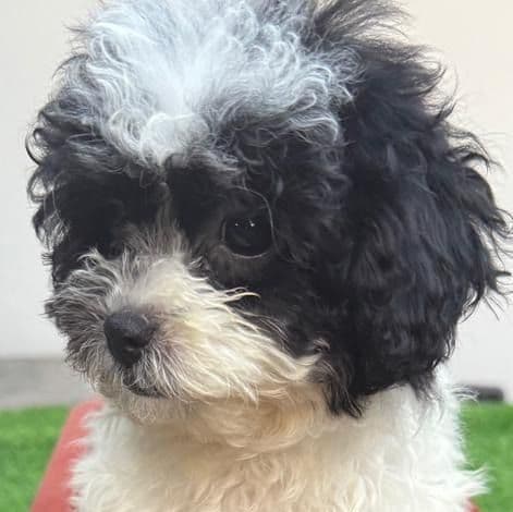 Daisy - Toy Poodle Female
