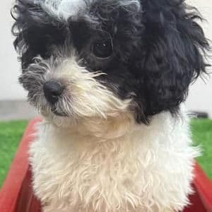 Lucy - Toy Poodle Female
