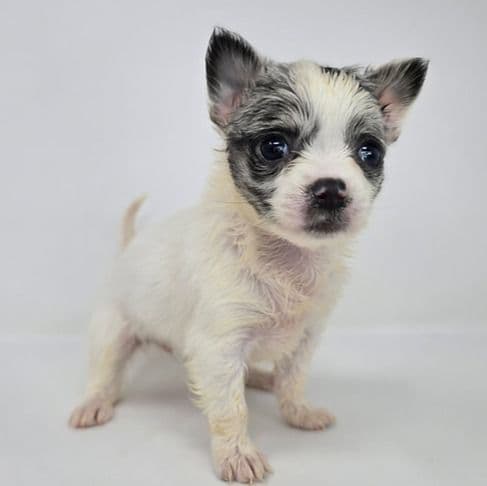 Oda - Chihuahua Female