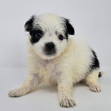Oswald - Chihuahua Male