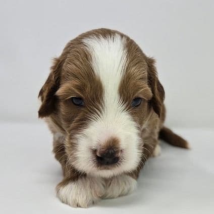 Nevan - Goldendoodle Male