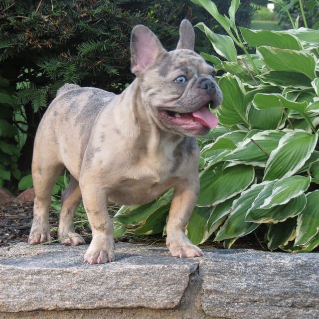 AKC Merle Blue Fawn French Bulldog Puppy – “Bliss”  - French Bulldog Male