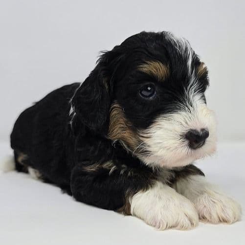 Muffy - Bernedoodle Female