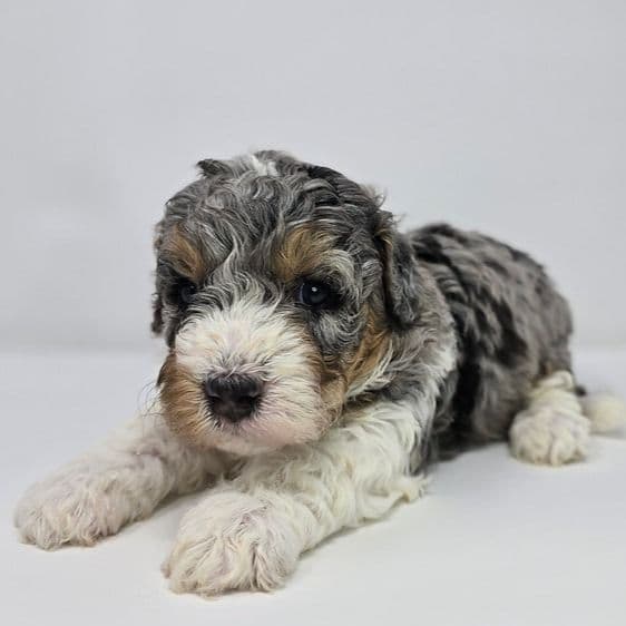 Marie - Bernedoodle Female