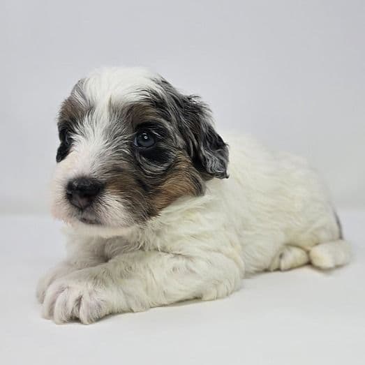 Marina - Bernedoodle Female