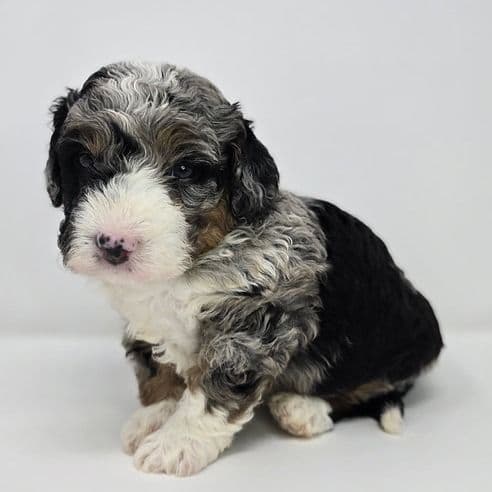Mateo - Bernedoodle Male