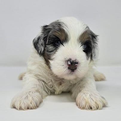 Malachi - Bernedoodle Male