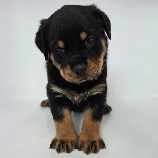 Jetta - Rottweiler Female